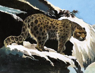 Leopardo de las nieves de English School